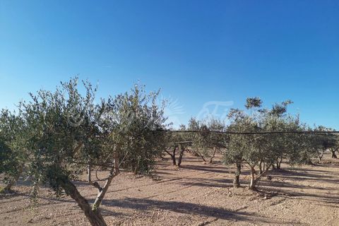 Landejendom i Yecla, Murcia, Yecla - € 155.000 | Ref: SF0370 - foto 19